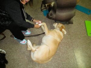 Guide dog first aid training