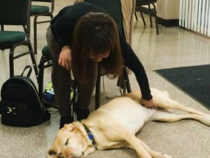 Guide dog first aid training