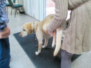 Dog First Aid & CPR training for Guide Dogs of America